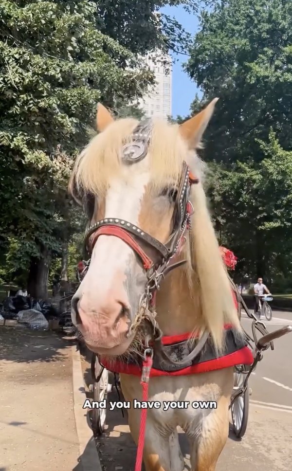 Central Park's horse-drawn carriages face controversy